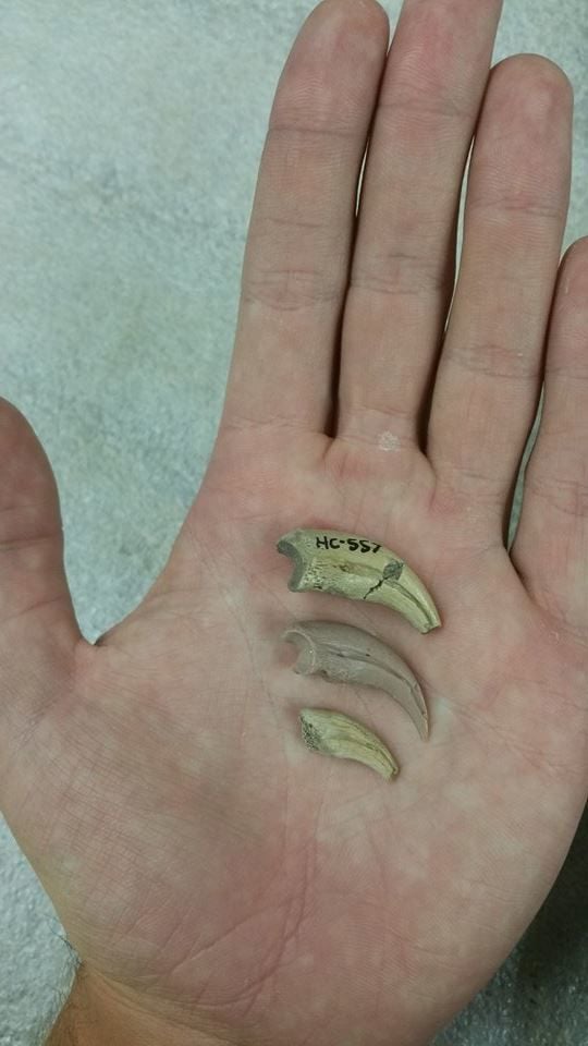 Claws